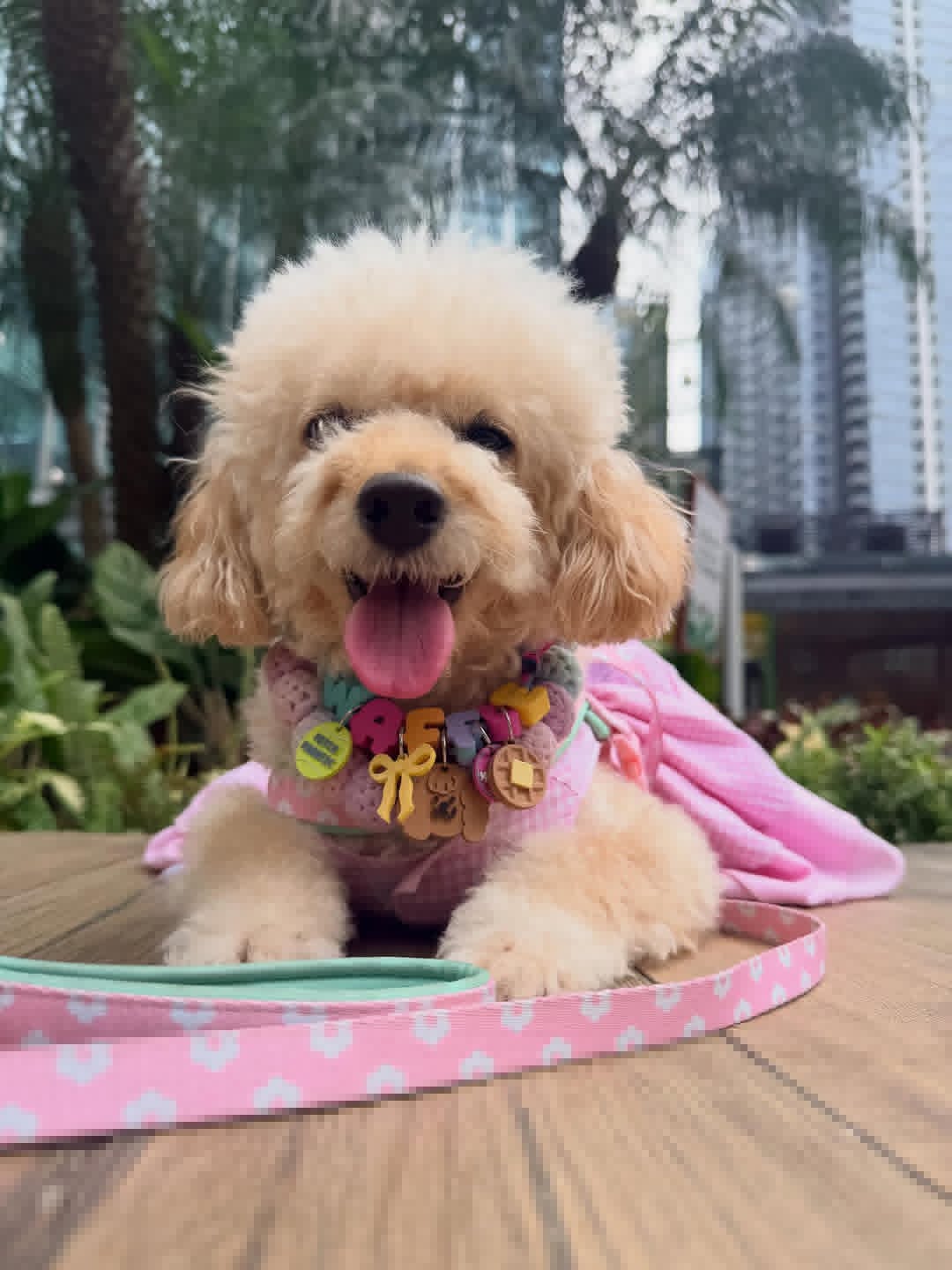 Cute poodle with accessories at YGTN Events pet fair at Uptown Bonifacio