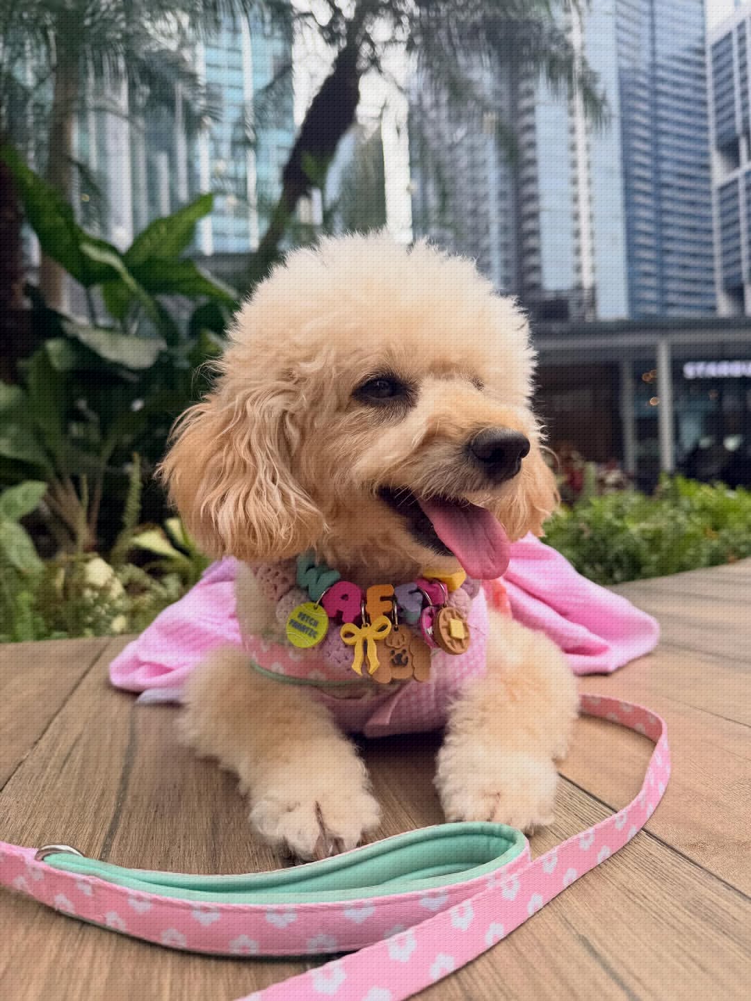 Poodle at Uptown Bonifacio pet community event